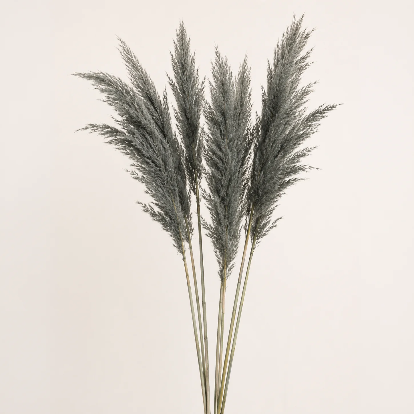 Grey Large Fluffy Pampas Grass - Image 3