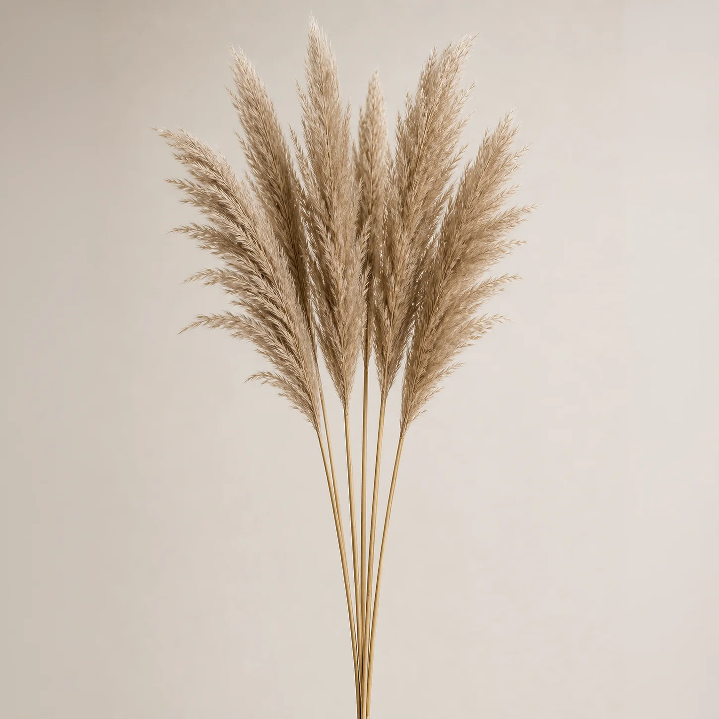 Natural Large Fluffy Pampas Grass - Image 3